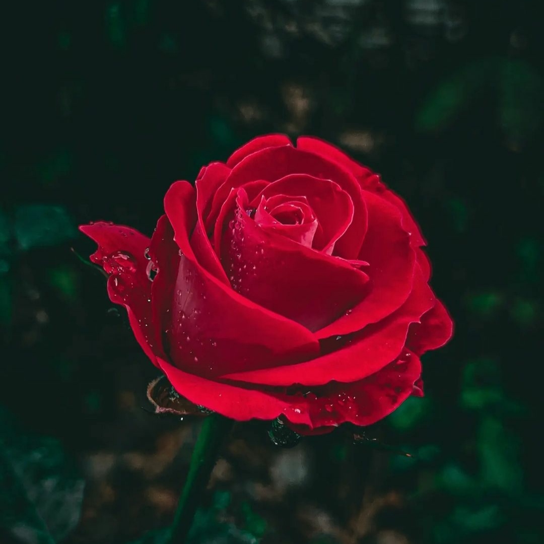 آزاده کبریا بابا لیلی